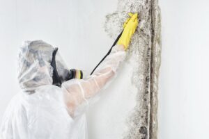 mold and mildew specialist