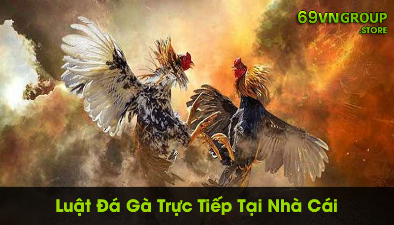 Luật đá gà trực tiếp tại nhà cái