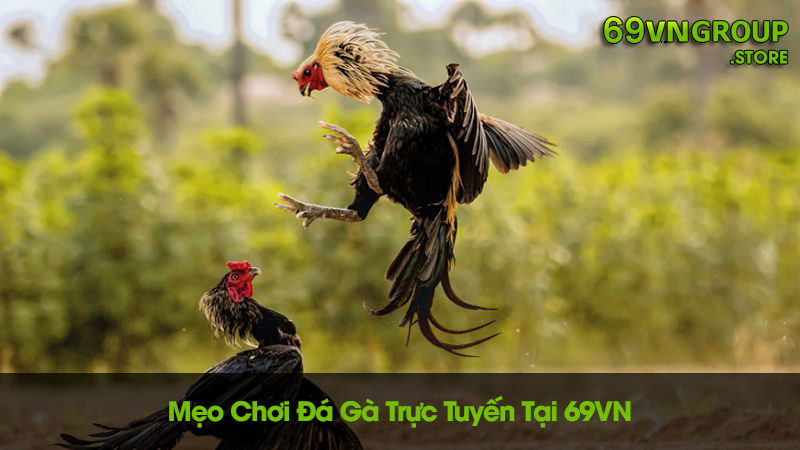 Mẹo chơi đá gà trực tuyến tại nhà cái 69VN