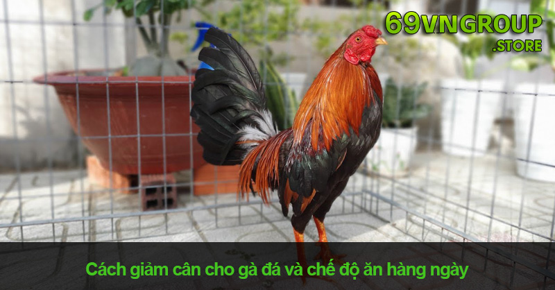 Chế độ dinh dưỡng hàng ngày cho gà đá