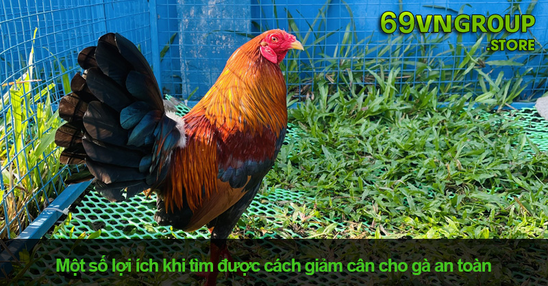 Lợi ích khi tìm được cách giảm cân cho gà an toàn