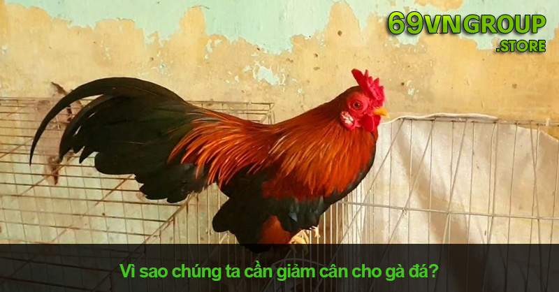 Tại sao cần giảm cân cho gà đá